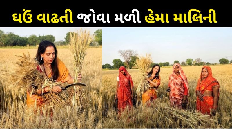 Hema Malini was seen cutting wheat in the field